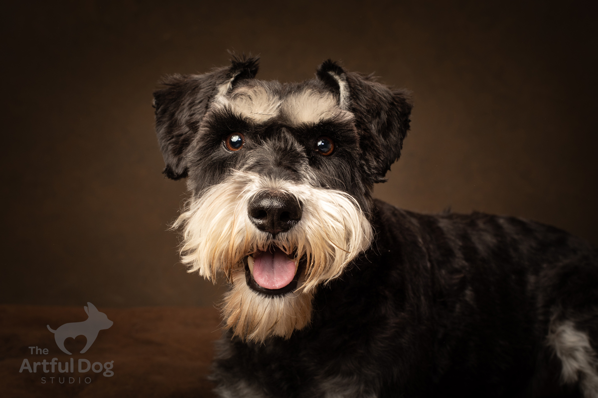 The Artful Dog Studio