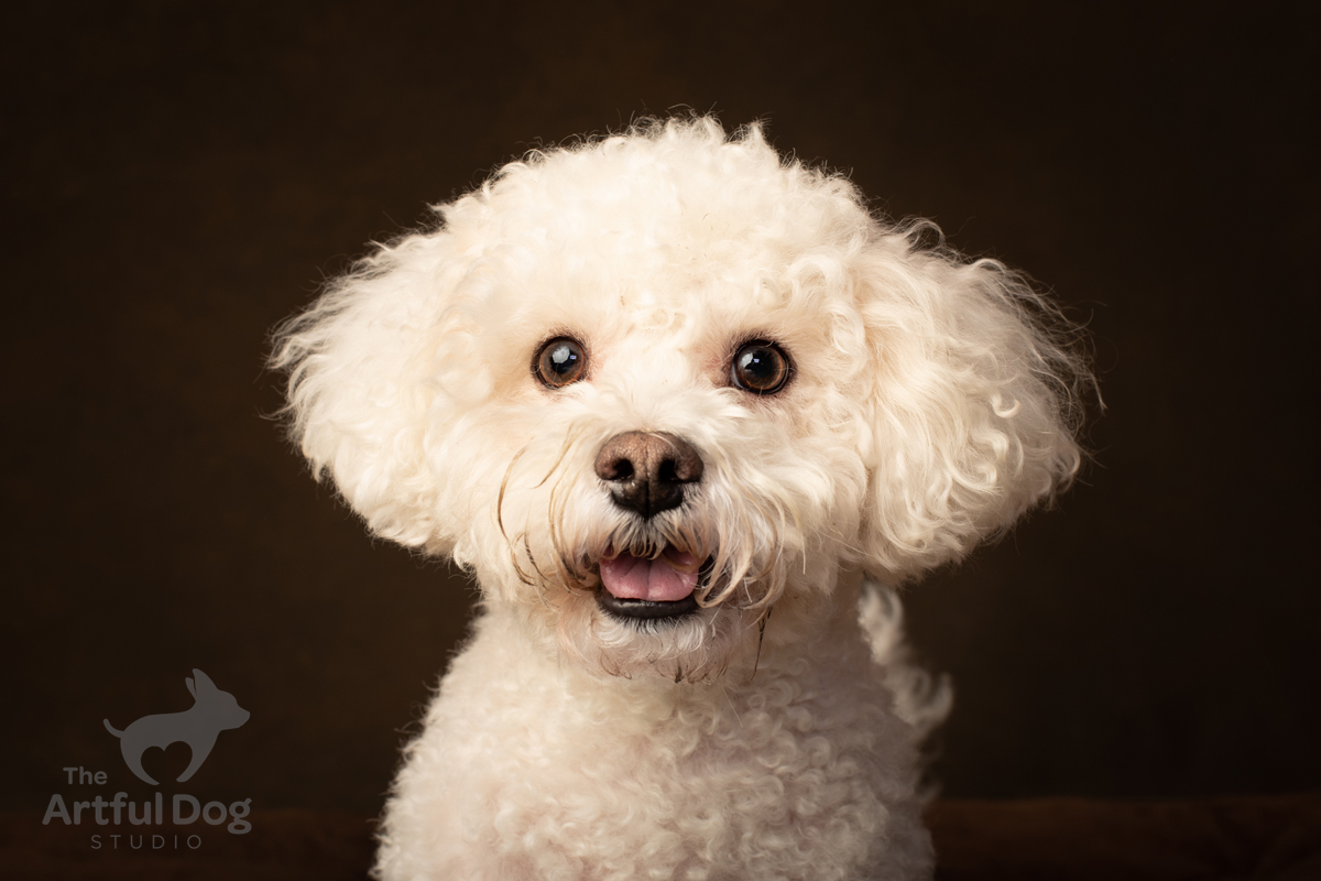 The Artful Dog Studio