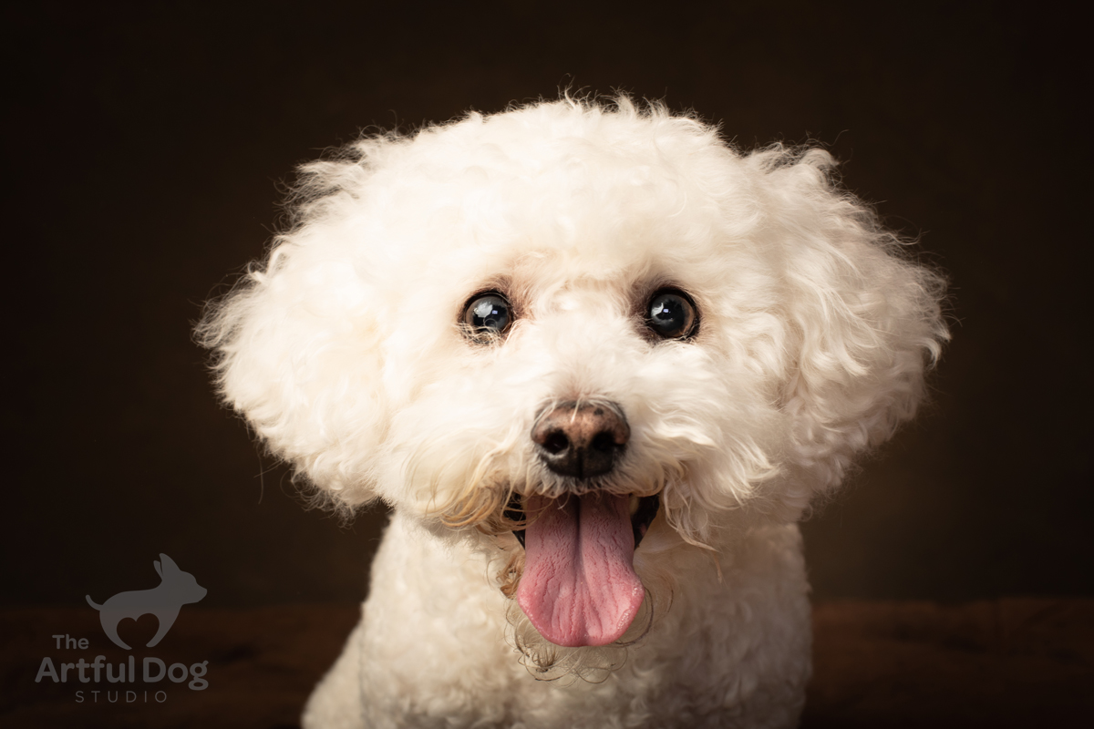 The Artful Dog Studio